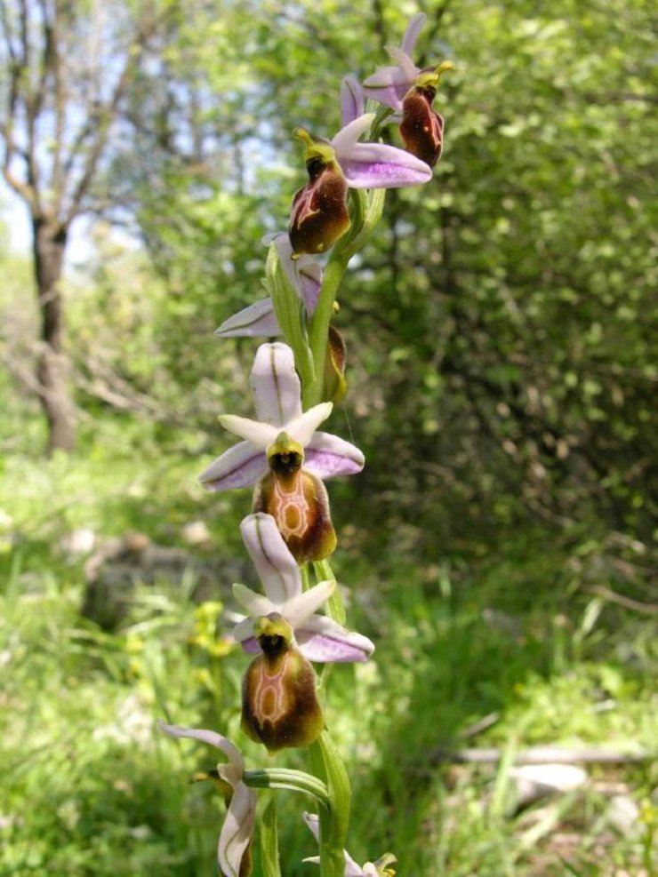 Likya Orkidesi Ve Manavgat Şelalesi İçin 'kesin Korunacak Hassas Alan' Tescili